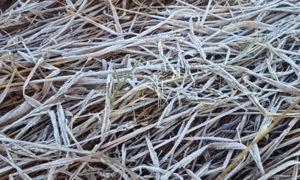 Maharashtra Winter Temperature drops: नंदुरबारमध्ये तापमानाचा पारा घसरला, सातपुड्यात दवबिंदू गोठले, घरांवर हिमकणांची चादर