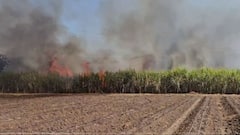 Sugercane Fire : शेतातील transformer जवळ शॉर्टसर्किट, शेतकऱ्याचा 16 एकर ऊस जळून खाक, 23 लाखांचा फटका