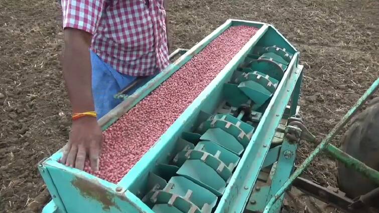 Agriculture news Farmers busy with groundnut cultivation in thanjavur tnn நிலக்கடலை சாகுபடி பணியில் மும்முரம் காட்டும் தஞ்சை விவசாயிகள்