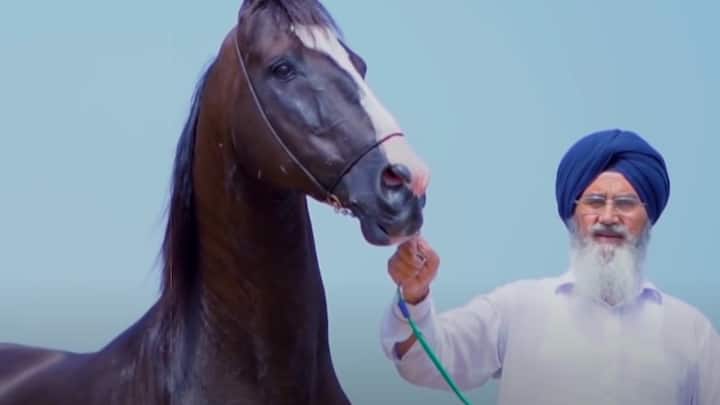 आपको बता दें कि देश में सबसे महंगे घोड़े के मालिक सुरजीत सिंह बरार हैं जो पंजाब में हैं. यह एक मारवाड़ी नस्ल का घोड़ा है.