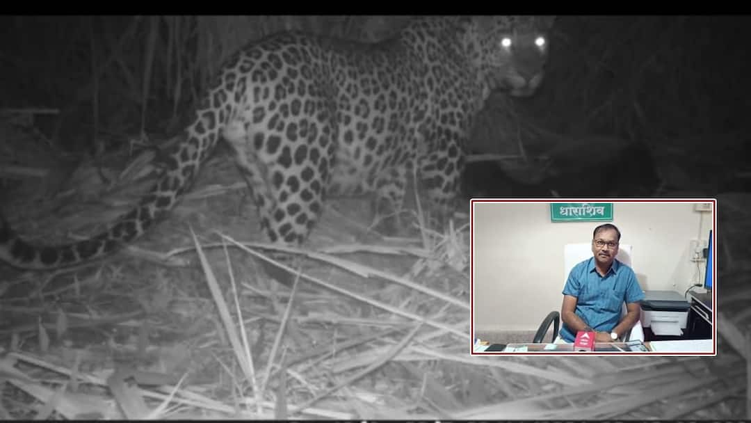 धाराशिवमध्ये बिबट्या आता थेट शेतात, हल्ल्यात शेतकरी जखमी, सीसीटीव्हीत कैद; वन विभाग अलर्ट Leopards now live in fields in bhoom Dharashiv farmers injured in attack and caught on CCTV Forest department alert धाराशिवमध्ये बिबट्या आता थेट शेतात, हल्ल्यात शेतकरी जखमी, सीसीटीव्हीत कैद; वन विभाग अलर्ट