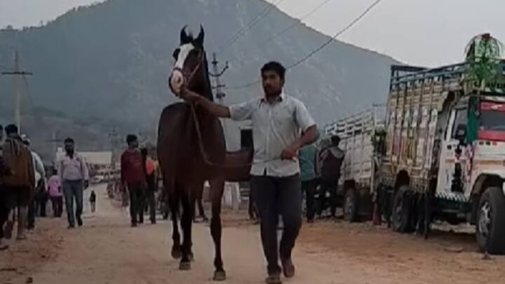 आपको बता दें कि भारत के सबसे महंगे घोड़े का नाम कालाकांटा है जिसकी कीमत 11 करोड़ रुपये आंकी गई है, और इसी घोड़े का पोता पिछले साल पुष्कर पशु मेले में बिकने आया था.