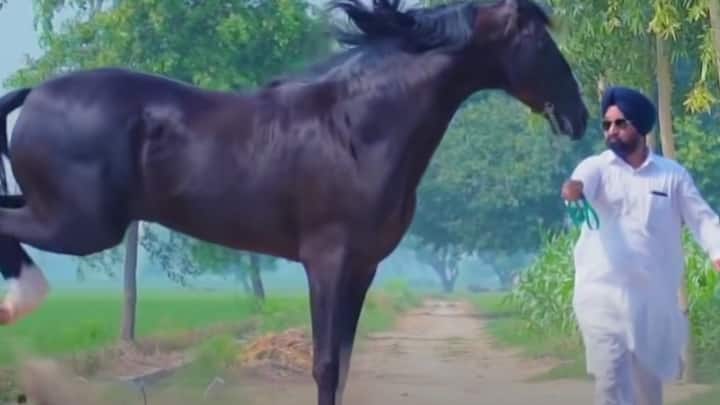 कालाकांटा घोड़े की उम्र फिलहाल करीब 8 साल है, तो वहीं उसका पोता शिवनाद भी करीब सवा करोड़ रुपये कीमत का है जिसके मालिक पिछले रिकॉर्ड के हिसाब से बंटी टंडन हैं.