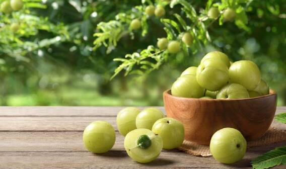 ਸਿਆਣੇ ਦਾ ਕਿਹਾ ਤੇ ਔਲੇ ਦਾ ਖਾਧਾ ਐਵੇਂ ਹੀ ਨਹੀਂ ਕਿਹਾ ਜਾਂਦਾ, ਸਰੀਰ ਨੂੰ ਮਿਲਦੇ ਨੇ ਬਹੁਤ ਫ਼ਾਇਦ, ਜਾਣੋ ਹਰ ਜਾਣਕਾਰੀ