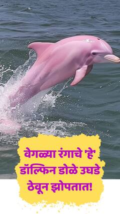 वेगळ्या रंगाचे 'हे' डॉल्फिन डोळे उघडे ठेवून झोपतात!