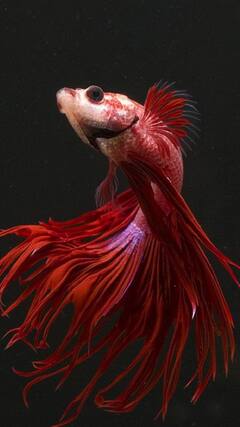 लाल नाही, भलत्याच रंगाचं असतं 'या' 7 प्राण्यांचं रक्त!