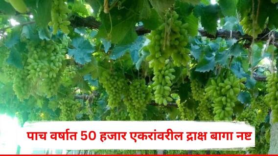चिंता वाढवणारी बातमी! द्राक्षपंढरीसह राज्यातील द्राक्ष बागांच्या संख्येत घट, पाच वर्षात 50 हजार एकरांवरील बागा नष्ट, शेतकऱ्यांवर कुऱ्हाड चालवण्याची वेळ