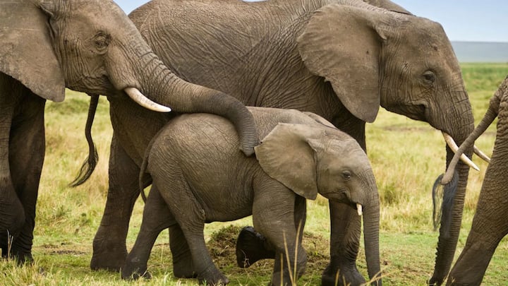 आपको बता दें सिर्फ इंसान ही नहीं बल्कि कुछ जानवर भी है. जो एक साथ मिलकर के दावत कहते हैं. इनके नाम जानकर आप भी रह जाएंगे हैरान. चलिए आपको बताते हैं.