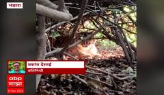 Bhandara Tiger News : झुडपात बसलेल्या वाघाला गावकऱ्यांचा विळघा, फोटो घेण्यासाठी गर्दी