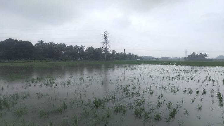 Thanjavur heavy rain rice crops are affected in 1000 acres tnn விடாத மழை... வடியாத தண்ணீர்: 1000 ஏக்கரில் நெற் பயிர்கள் பாதிப்பு எங்கு தெரியுங்களா?