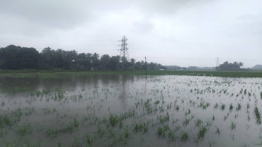 விடாத மழை... வடியாத தண்ணீர்: 1000 ஏக்கரில் நெற் பயிர்கள் பாதிப்பு எங்கு தெரியுங்களா?
