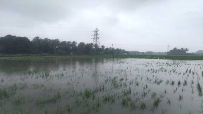 Thanjavur heavy rain rice crops are affected in 1000 acres tnn விடாத மழை... வடியாத தண்ணீர்: 1000 ஏக்கரில் நெற் பயிர்கள் பாதிப்பு எங்கு தெரியுங்களா?