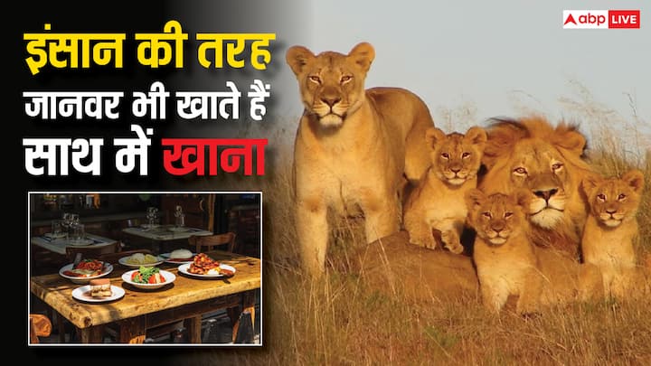 Animals Feast Together: अगर आपको लगता है सिर्फ इंसान ही साथ बैठकर खाना खाते हैं. तो बता दें ऐसा नहीं है. बल्कि कुछ जानवर भी ऐसे हैं. जो साथ में मिलकर करते हैं दावत.