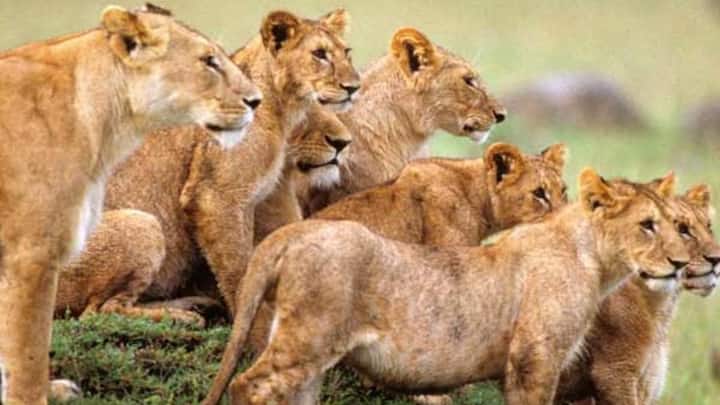 शेर को जंगल का राजा कहा जाता है. शेरों की प्रजाति को सामाजिक शिकारी भी माना जाता है. समान्य तौर पर शेर जंगल में अपने पूरे परिवार के साथ झुंड में शिकार करने जाता है. और शिकार के बाद पूरा झुंड जिसे प्राइड कहा जाता है साथ में मिलकर ही दावत खाते हैं. पहले नर शेर, फिर मादा और बाद में छोटे शावक दावत का लुत्फ उठाते हैं.