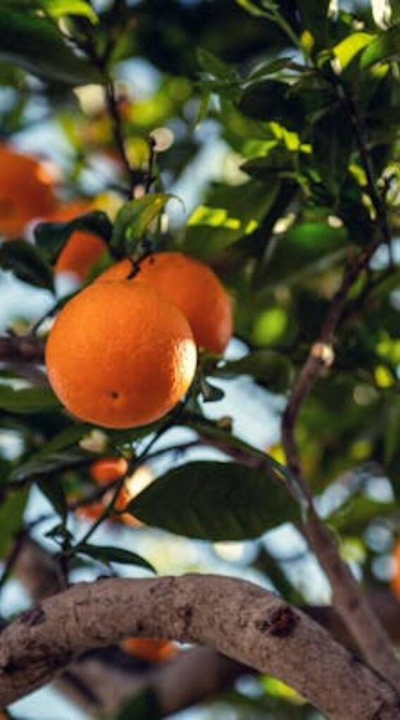 ਗਮਲੇ 'ਚ ਉਗਾਓ ਵਿਟਾਮਿਨ B12 ਦੇਣ ਵਾਲਾ ਇਹ ਫਲ ?