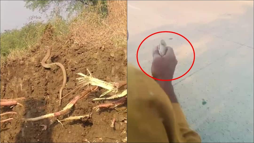 Snake video Sarpamitra took the snake bite on his left hand to the hospital directly on his bike in bhandara lakhandur डाव्या हातावर चावलेल्या सापाला उजव्या हातात घेऊन सर्पमित्र दुचाकीवरुन थेट रुग्णालयात