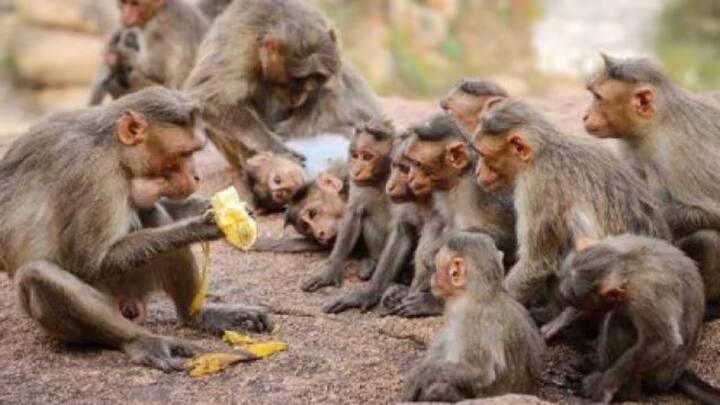 बंदर भी समूह में चलते हुए नजर आते हैं. जब भी वह पेड़ों से फल तोड़ते हैं तो अपने बाकी के ग्रुप को भी वह फल देते हैं. सभी साथ में दावत करते हैं.