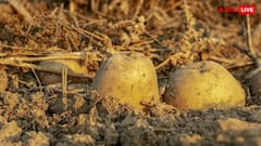 आलू की फसल में किसान कर रहे शराब का छिड़काव, जानें क्या हैं इसके फायदे?