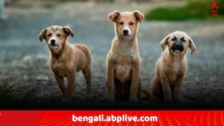 Durgapur News: শীতের রাতে ডাস্টবিনে ধোঁয়া, স্থানীয়রা উঁকি দিতেই দেখলেন, 'জ্বলছে ৫ সারমেয় শাবক..' !