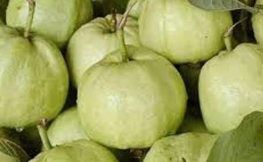 કેટલાક લોકોએ ભૂલથી પણ જામફળનું સેવન ન કરવું જોઈએ. કેટલીક એવી બીમારીઓ છે જેનાથી પીડિત લોકોએ તેનું સેવન કરવાનું ટાળવું જોઈએ. ચાલો જાણીએ એવા લોકો વિશે જેમણે તેનું સેવન ન કરવું જોઈએ.