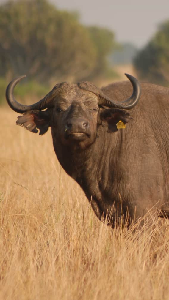 ਮੱਝ ਨੂੰ ਖਵਾਓ ਆਹ ਚੀਜ਼, ਦੁੱਧ ਦੇਣ ਲੱਗ ਜਾਵੇਗੀ ਜ਼ਿਆਦਾ