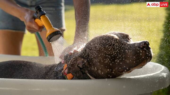 Bathing animals excessively strips their skin of natural oils, causing dryness, itching and flaking, which causes discomfort to the pet.