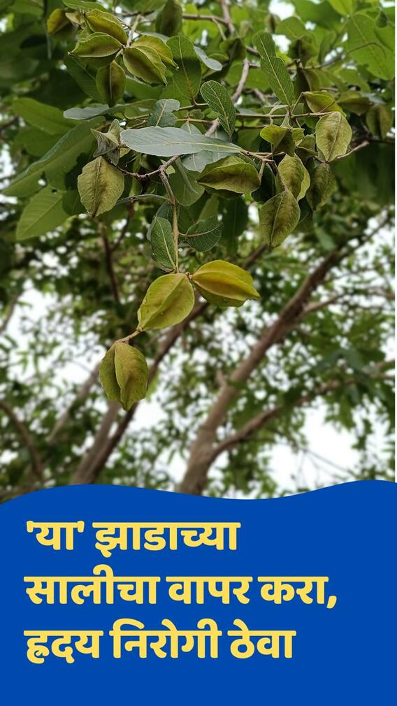 त्वचा अन् ह्रदयासाठी 'या' झाडाची साल अत्यंत लाभदायक