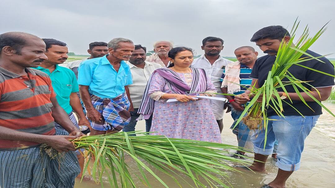 Thanjavur : தூர்வாரப்படாத ஏரிகள்.. நீரில் மூழ்கிய பயிர்கள்! வேதனையில் விவசாயிகள்..