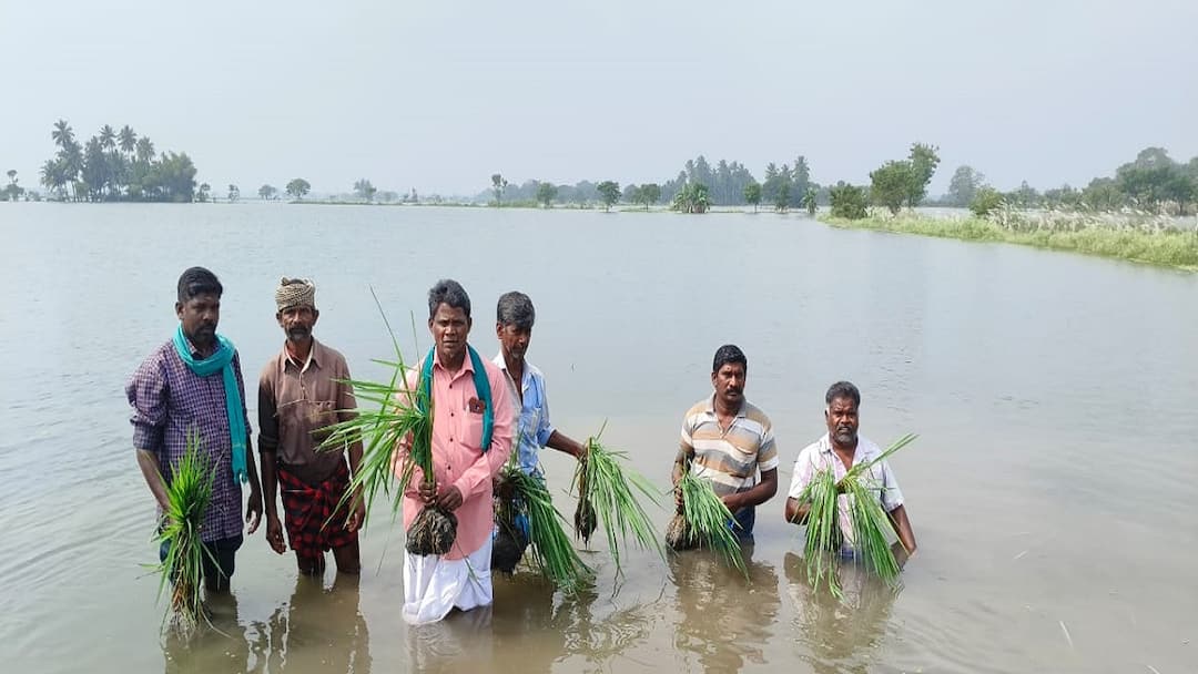 Thiruvayaru : கொட்டித்தீர்த்த மழை..வீணான 15000 ஏக்கர் பயிர்கள் ! கண்ணீரில் விவசாயிகள்..