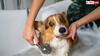 सर्दियों में आपको अपने Pets को कितनी बार नहलाना चाहिए? हेल्थ एक्सपर्ट से जानें