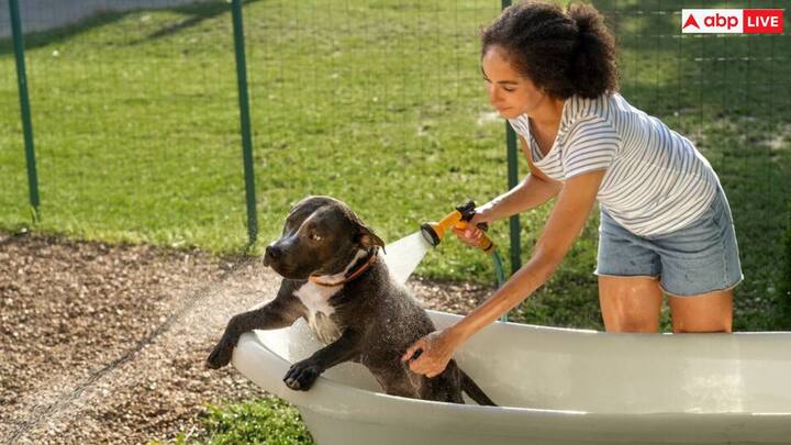 It is recommended to bathe pets every fortnight or give them a dry bath weekly to maintain the health of their skin. Unlike humans, pets have thin skin. Which makes them more likely to lose their protective layer