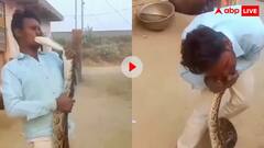 अजगर को किस कर रहा था शख्स, अचानक मुंह पर हमला कर नोचा मांस, वीडियो देख कांप जाएगी आत्मा