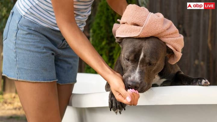 It is recommended to bathe dogs once a month or only then during winter. When absolutely necessary. Their skin becomes dry in cold weather. Due to which frequent bathing becomes undesirable. Regular brushing is a great way to keep them clean and maintain the health of their coat.