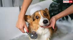 ਸਰਦੀਆਂ 'ਚ ਆਪਣੇ Pets ਨੂੰ ਕਿੰਨੀ ਵਾਰ ਨਹਵਾਉਣਾ ਚਾਹੀਦਾ? ਜਾਣੋ ਸਿਹਤ ਮਾਹਰਾਂ ਦੀ ਸਲਾਹ