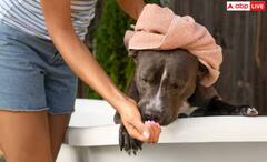 ਸਰਦੀਆਂ 'ਚ ਆਪਣੇ Pets ਨੂੰ ਕਿੰਨੀ ਵਾਰ ਨਹਵਾਉਣਾ ਚਾਹੀਦਾ? ਜਾਣੋ ਸਿਹਤ ਮਾਹਰਾਂ ਦੀ ਸਲਾਹ