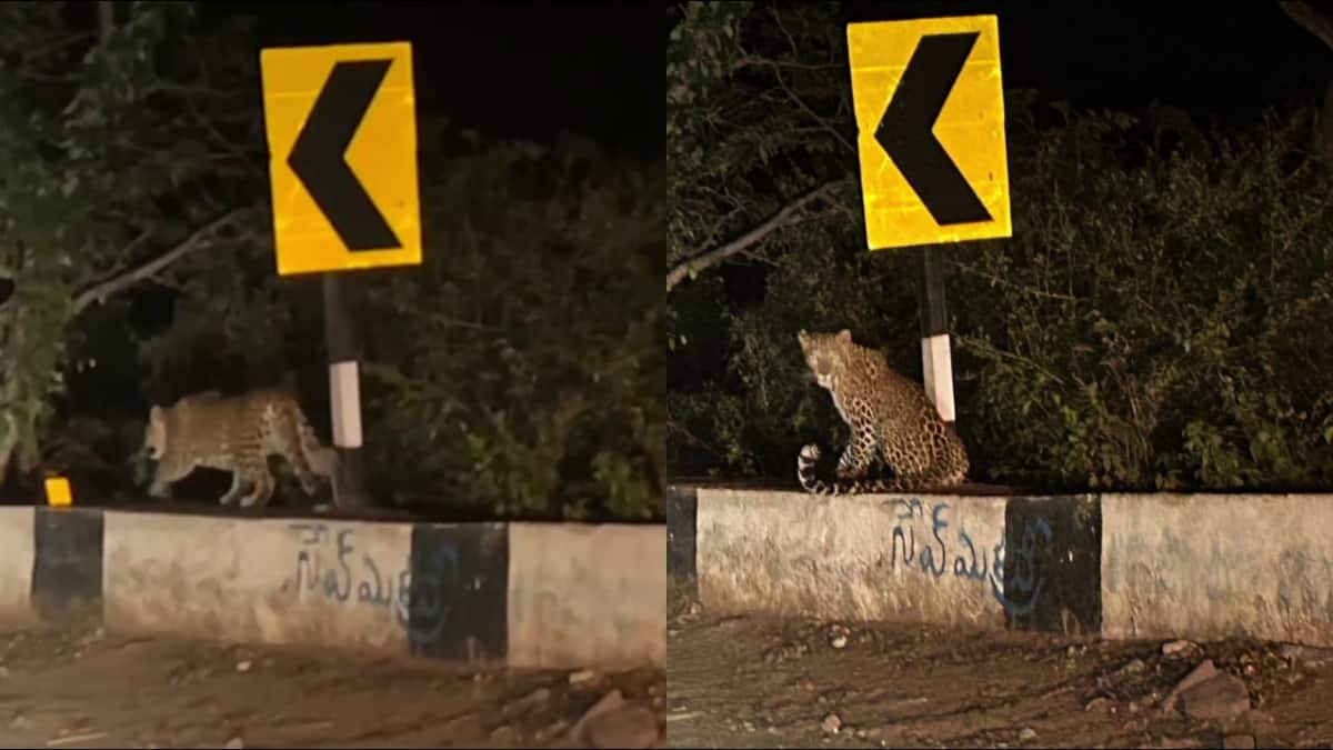 Srisailam: శ్రీశైలంలో మరోసారి చిరుత కలకలం - డ్యాం సమీపంలో సంచారంతో ఉలిక్కిపడ్డ జనం