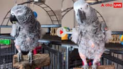 असंभव! तोता बोलने लगा फर्राटेदार इंग्लिश, देखने वालों के खुले रह गए मुंह, वायरल हो रहा वीडियो