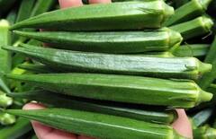 શું શિયાળામાં ભીંડો ખાવાનું ટાળવું જોઈએ ? જાણો હેલ્થ એક્સપર્ટ શું કહે છે