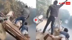 आ गया स्वाद? शोले की धन्नो समझ दौड़ा रहे थे बैलगाड़ी, बीच सड़क पलटी धन्नो तो खत्म हो गया रेस का कीड़ा