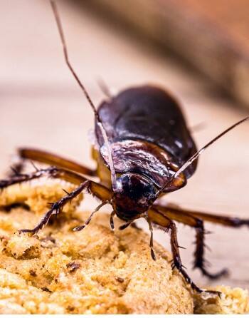 ਬਰਸਾਤ ਦੇ ਮੌਸਮ 'ਚ ਕੋਕਰੋਚ ਨੇ ਕੀਤਾ ਤੰਗ, ਤਾਂ ਇਦਾਂ ਪਾਓ ਛੁਟਕਾਰਾ