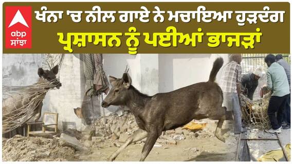 ਨੀਲ ਗਾਏ ਨੇ ਮਚਾਇਆ ਹੁੜਦੰਗ, ਪ੍ਰਸ਼ਾਸਨ ਨੂੰ ਪਈਆਂ ਭਾਜੜਾਂ