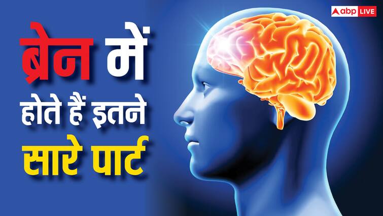 सिर्फ हाथ-पैर ही नहीं होते दाएं-बाएं, दिमाग भी होता है लेफ्ट-राइट, कैसे जानें इनमें आप कौन? left and right sides of your brain are different but maybe not in the ways you thought they were सिर्फ हाथ-पैर ही नहीं होते दाएं-बाएं, दिमाग भी होता है लेफ्ट-राइट, कैसे जानें इनमें आप कौन?