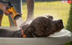 ਸਰਦੀਆਂ 'ਚ ਆਪਣੇ Pets ਨੂੰ ਕਿੰਨੀ ਵਾਰ ਨਹਵਾਉਣਾ ਚਾਹੀਦਾ? ਜਾਣੋ ਸਿਹਤ ਮਾਹਰਾਂ ਦੀ ਸਲਾਹ