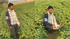 రైతుల ఐడియా అదుర్స్.. చలి తట్టుకోవడానికి ఆలుగడ్డ పంటలకు మద్యం పిచికారీ