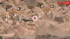 टूरिस्ट के सामने बाघ ने हिरण के किए दो टुकड़े, नजारा देख थर थर कांपने लगे लोग, देखें वीडियो