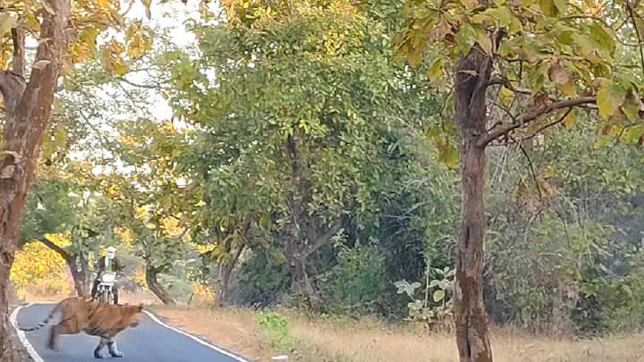 जंगलातील वाघापासून अवघ्या काही फुटांवर दुचाकीस्वार थांबला होता, तेव्हा बंडा यांनी बेसावधपणे येणाऱ्या दुचाकीस्वाराला वेळीच सावध केल्याचे त्याचे प्राण बचावले.