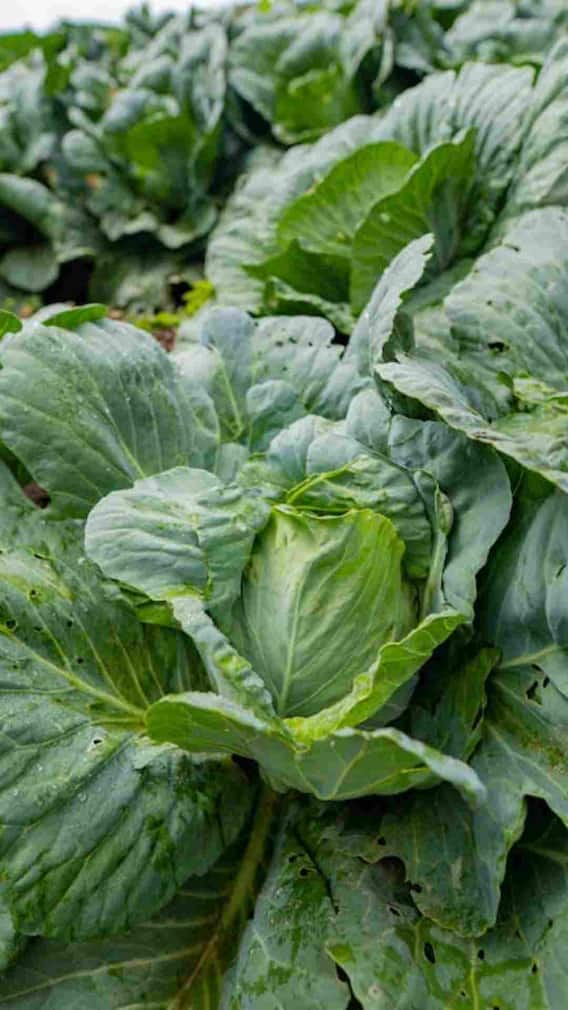 મેટાબોલિઝમ બૂસ્ટ કરવું હોય તો કરો આ શાકનું સેવન