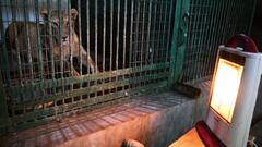 सर्दियों में कानपुर प्राणी उद्यान के वन्य जीवों के ऐसे ठाठ, बाड़े में हीटर की गर्मी ,खाने में शहद और गुड़