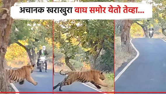 Photos: अचानक समोर आला खराखुरा वाघ, दुचाकीस्वाराची उडाली भांबेरी; थरारक व्हिडिओ व्हायरल