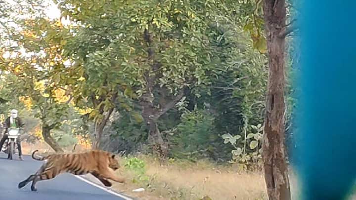 चंद्रपुरातील बफर क्षेत्रात मोहर्ली-कोंडेगाव रस्त्यावरून जाणाऱ्या दुचाकीस्वारासमोर अचानक आला वाघ आल्याने दुचाकीस्वाराची चांगलीच घाबरगुंडी झाली होती.